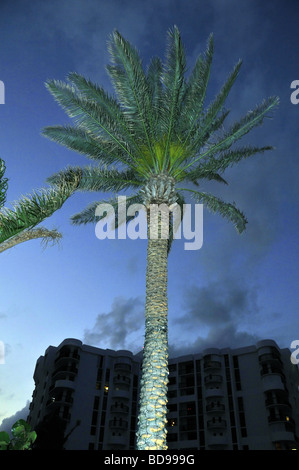 Palme Silhouette gegen den Abendhimmel. Stockfoto