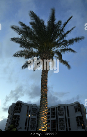 Palme Silhouette gegen den Abendhimmel. Stockfoto