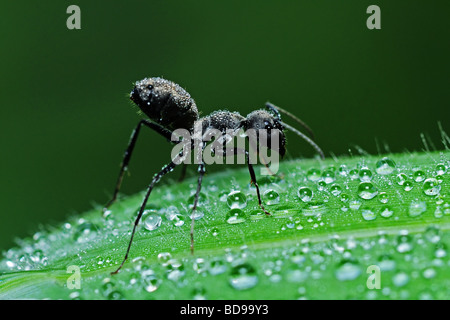 Schwarze Ameise und Tau in den parks Stockfoto