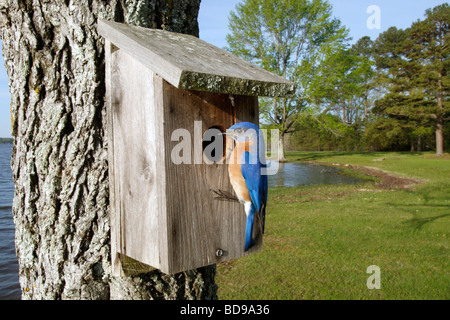 Östlichen Bluebird thront am Nistkasten Stockfoto