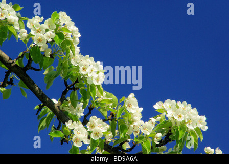 Birnbaumblüte blühende Birnbaum 43 Stockfoto