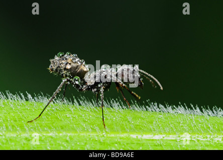 Schwarze Ameise und Tau in den parks Stockfoto