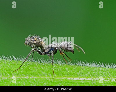 Schwarze Ameise und Tau in den parks Stockfoto