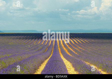 Feld Lavendel Provence Frankreich Stockfoto