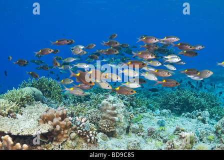 Schulzeit Grunzen in Untiefen, Tubbataha, Philippinen Stockfoto