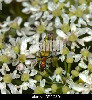 Weibliche dicken Beinen Blume Käfer (Oedemera Nobilis), Frankreich Stockfoto