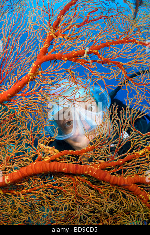 Gesicht des Scubadiver hinter einem Gorgonien, Tubbataha, Philippinen Stockfoto