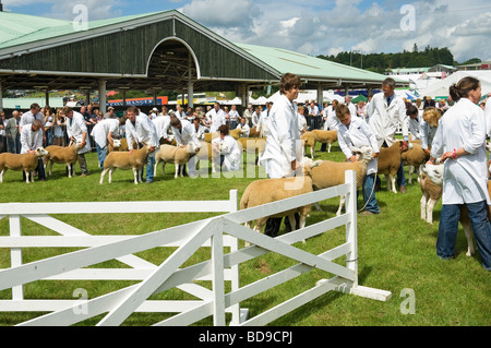 Texel Schafe beurteilt bei der Great Yorkshire Show Harrogate North Yorkshire England UK Großbritannien GB Großbritannien Stockfoto