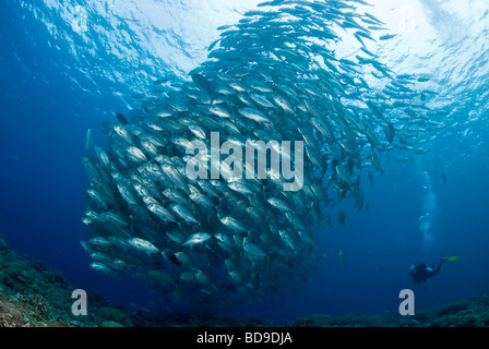 Schulbildung, großes Auge Makrelen und Scuba Diver, Tubbataha, Philippinen Stockfoto