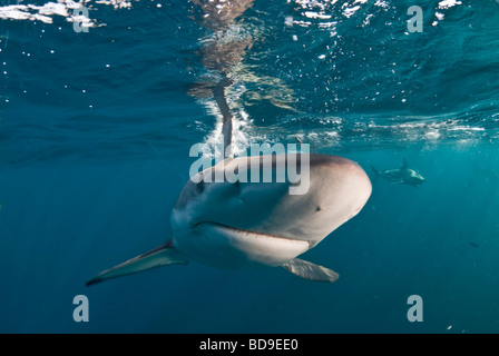 Schwarze Spitze Hai (Carcharhinus Limbatus), Aliwal Shoal, Südafrika Stockfoto