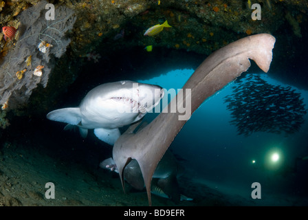 Zerlumpte Zahn Haie oder Sand Tigern (Carcharias Taurus), Aliwal Shoal, Südafrika Stockfoto