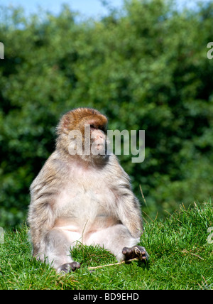 Berberaffe Stockfoto