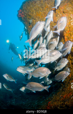 Taucher und Fischschwärme in Aliwal Shoal, Südafrika Stockfoto