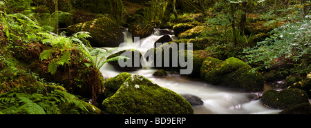 Kaskaden im Kennall Vale Nature Reserve Cornwall England UK Stockfoto