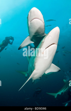 Schwarze Spitze Hai (Carcharhinus Limbatus), Aliwal Shoal, Südafrika Stockfoto