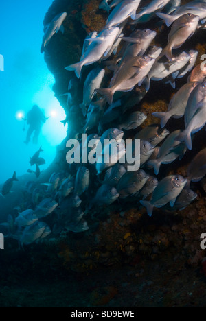 Taucher und Fischschwärme in Aliwal Shoal, Südafrika Stockfoto