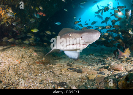 Zerlumpte Zahn Shark oder Sand Tiger (Carcharias Taurus), Aliwal Shoal, Südafrika Stockfoto