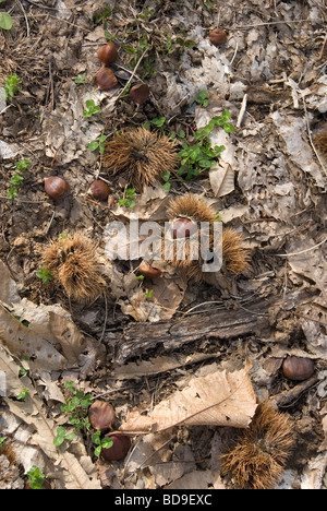 Kastanien und Blätter auf dem Waldboden in der Nähe von Careggine in der Gargagnana Stockfoto