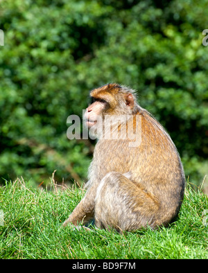 Berberaffe Stockfoto