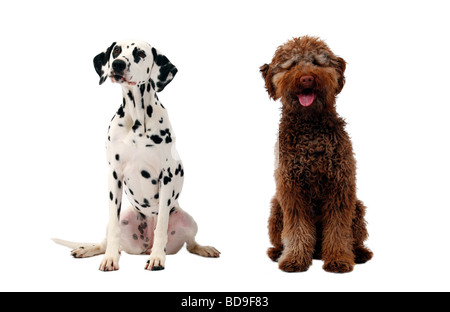 Dalmatiner (Canis Lupus F. Familiaris), Dalmatiner und italienischen Waterdog, Blick in die Kamera Stockfoto