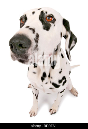 Dalmatiner (Canis Lupus F. Familiaris), Dalmatiner, Blick in die Kamera Stockfoto