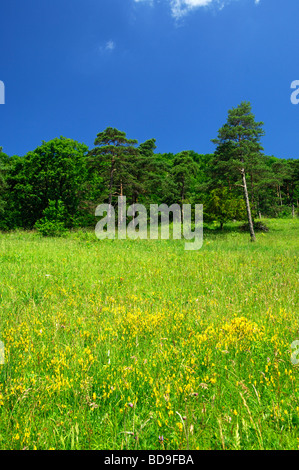 Typische Orchidee Biotop mit Magerrasen und lose Scotch Kiefernwald Orchidee Gelände, Erlingsbach, Schweiz Stockfoto