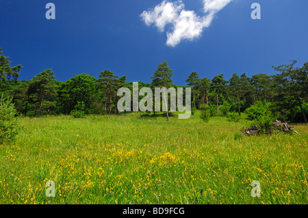 Typische Orchidee Biotop mit Magerrasen und lose Scotch Kiefernwald Orchidee Gelände, Erlingsbach, Schweiz Stockfoto