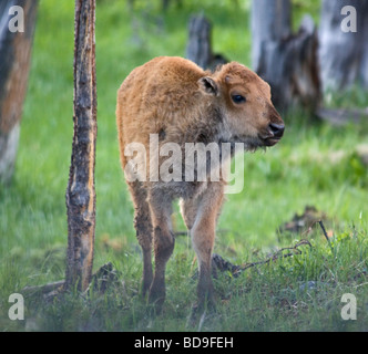 Bison Kalb, Yellowstone-Nationalpark Stockfoto