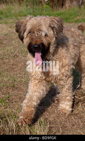 Herding Brown Briard Hund Waterloo Kennels Cheltenham UK Stockfoto