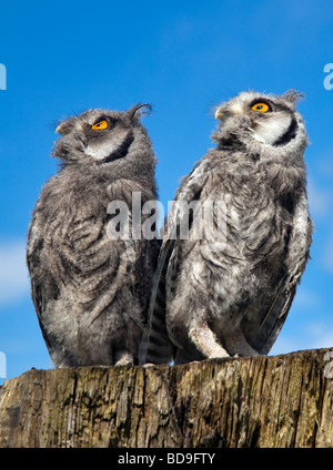 Zwei junge weiße konfrontiert Zwergohreule Eulen (Ptilopsis Leucotis) Stockfoto