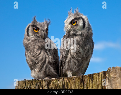 Zwei junge weiße konfrontiert Zwergohreule Eulen (Ptilopsis Leucotis) Stockfoto