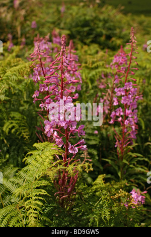 Lila Blüten und Adlerfarn auf Cornish Fußweg UK Stockfoto