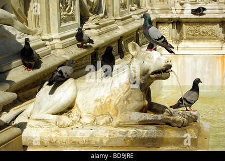 Tauben auf der Fonte Gaia auf der Statue des Symbols She Wolf von Siena, gemacht von Jacopo della Quercia, in Siena Stockfoto