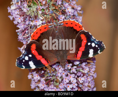 Red Admiral Schmetterling Vanessa Atalanta Fütterung auf Sommerflieder (Buddleja) Stockfoto