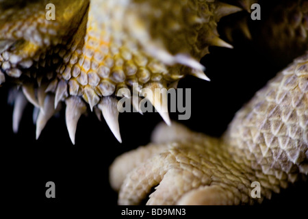 Makroaufnahme einer Bartagame Eidechse Stacheln. Stockfoto