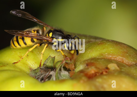 Wespe auf Apple. Makro Stockfoto