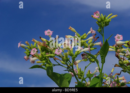 Virginischer Tabak kultiviert Tabak 08 Stockfoto