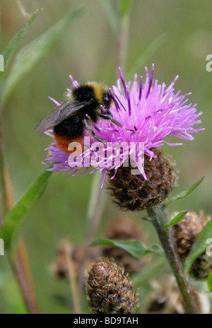 Rotschwanz-Hummel, Bombus Lapidarius, Apidae, Hymenoptera. Männlich. Stockfoto