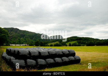 Conistan Alter Mann Stockfoto