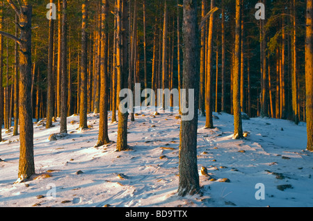 Wald bedeckt durch Schnee im Sonnenlicht am Abend. Es ist Winter. Stockfoto