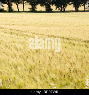 ein Weizenfeld im Wind weht Stockfoto