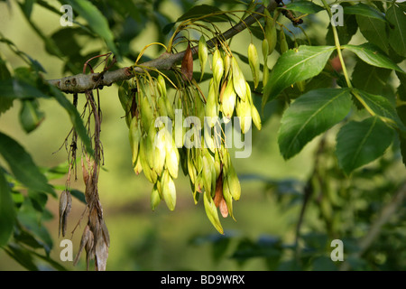 Europäischer Esche oder gemeinsame Asche Baumsamen, Fraxinus Excelsior, Oleaceae Stockfoto