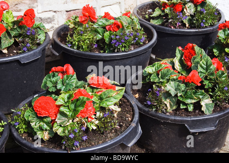 Wannen der doppelten roten Begonien Begonia semperflorens Stockfoto