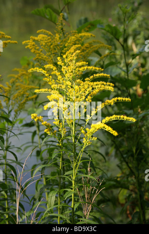 Kanadische Golden-Stab, Solidago Canadensis, Asteraceae, Kanada, Nordamerika Stockfoto