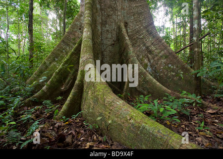 TROPISCHEN Regenwald Interieur, die Strebepfeiler Wurzeln des Baumes Kapok (Ceiba Pentandra) Kanuku Bergen, Guyana. Stockfoto