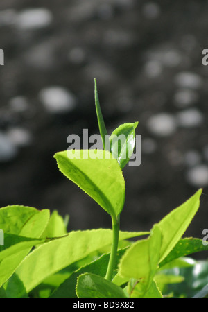 Teeblätter in Munnar, Kerala, Südindien Stockfoto