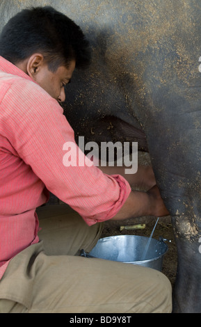 Mann Melken einer Kuh Büffel nahe Aurangabad, Maharashtra, Indien Stockfoto