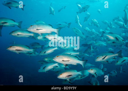 Eine Schule des rot-oder Twinspot Snapper schwimmt durch den Fotografen. Stockfoto