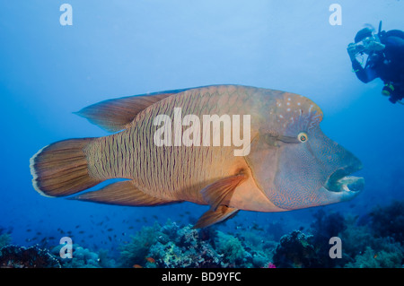 Ein Napoleon oder Humpheaded Wrasse schwimmt lässig über einem Korallenriff. Stockfoto