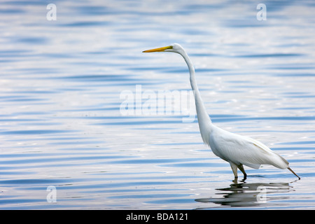Silberreiher Stockfoto